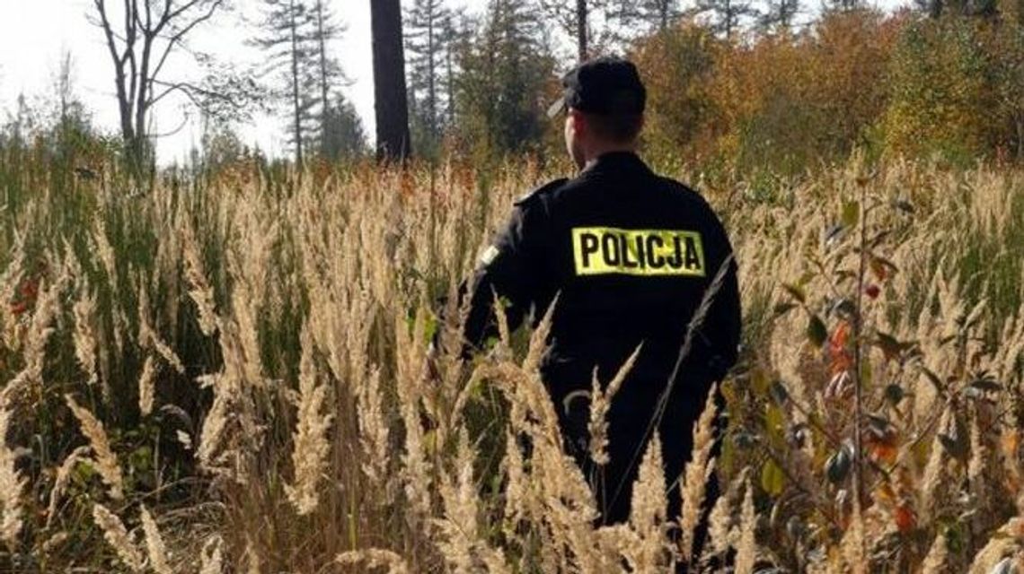 Ciało leżało tydzień w zbożu. Ślady psich zębów