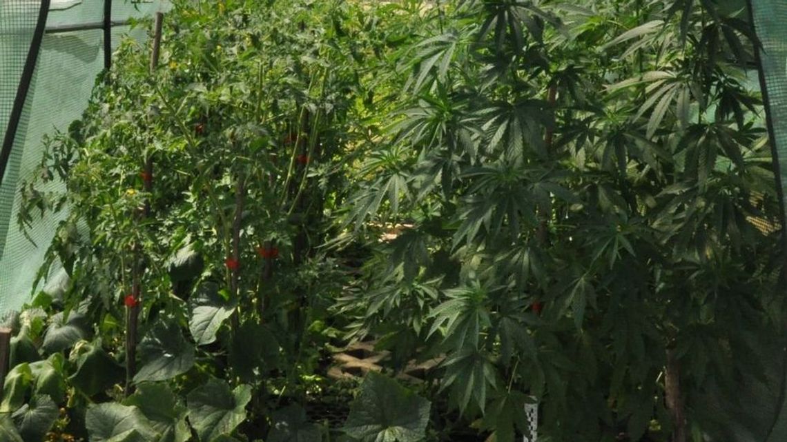 Ciekawa szklarnia. Rosły nie tylko ogórki i pomidory