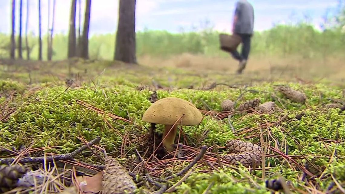 Ciekawe fakty o grzybach. Dlaczego lepiej nie łączyć ich z alkoholem?