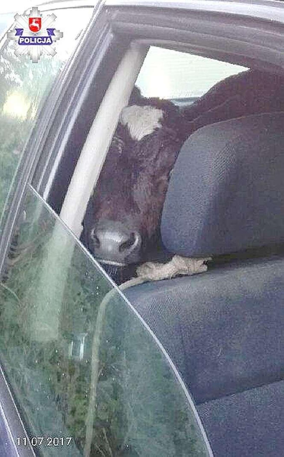 Cielę jechało w audi