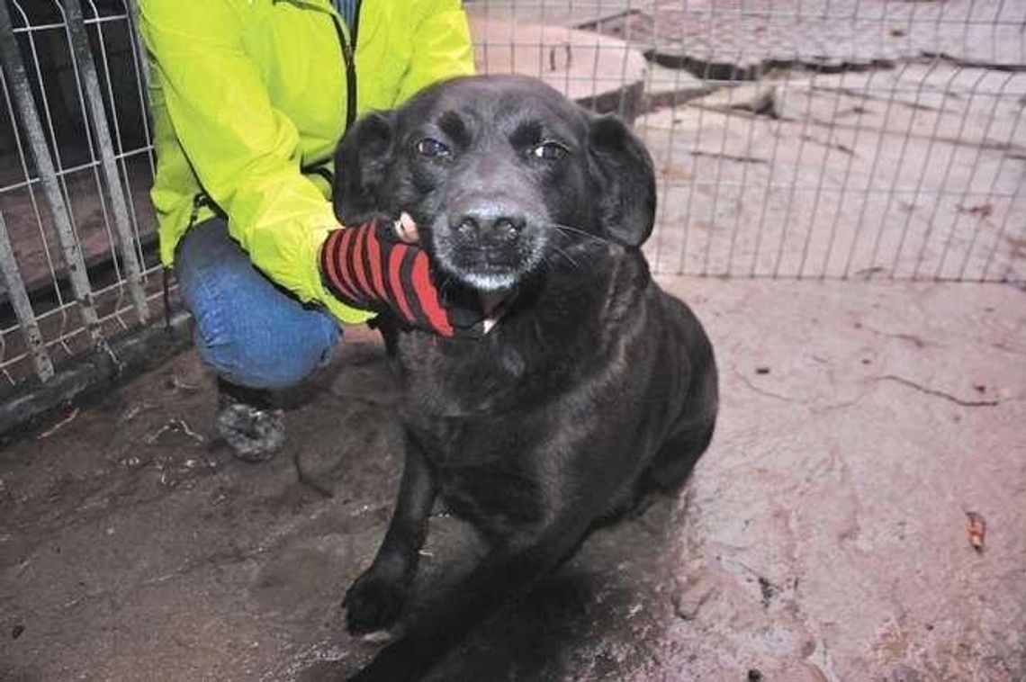 Cień nadziei dla psów z Krzesimowa. Czekają na adopcję [zdjęcia]