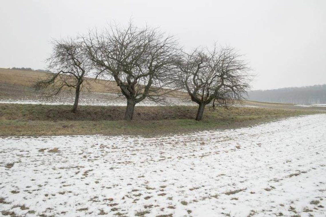 Ciepła zima to problem dla roślin. Co z uprawami?