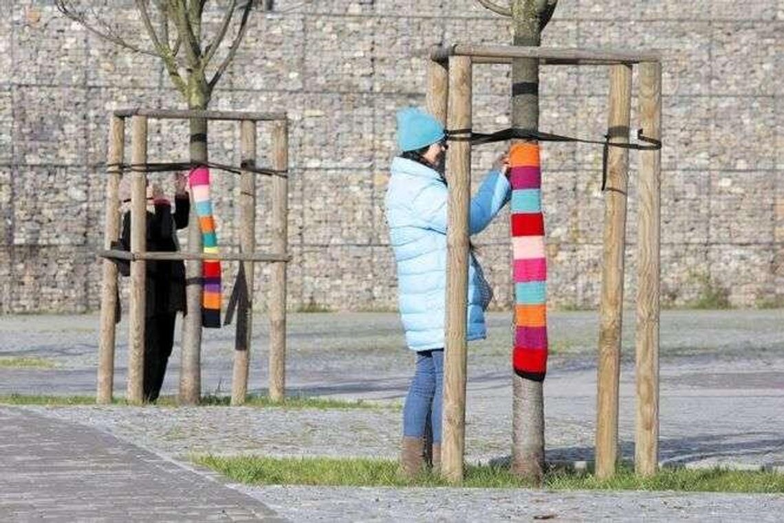 Ciepła zmiana w mieście. Kolejne drzewa w szalikach