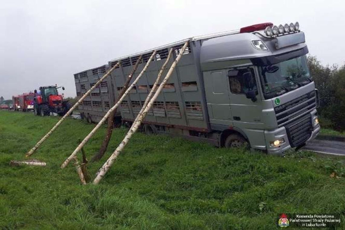 Ciężarówka przewożąca 176 świń przechyliła się nad rowem