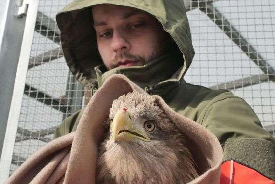 Ciężko zatrute bieliki na leczeniu w Lublinie. Samiec już prawie zdrowy, samica walczy o życie Ciężko zatrute bieliki na leczeniu w Lublinie. Samiec już prawie zdrowy, samica walczy o życie