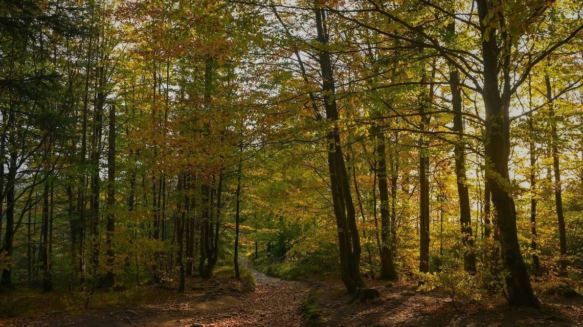 „Cisza w cenie” – czy goście hotelowi są gotowi płacić za brak bodźców?