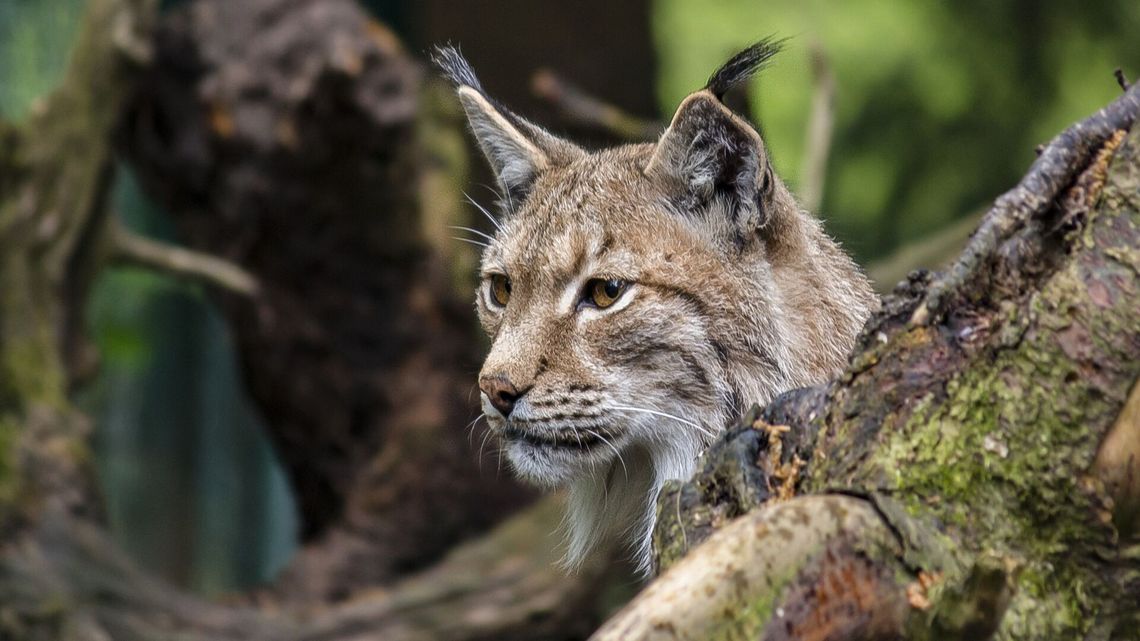 Cleo II nie żyje. Trwają poszukiwania sprawcy zastrzelenia młodego rysia