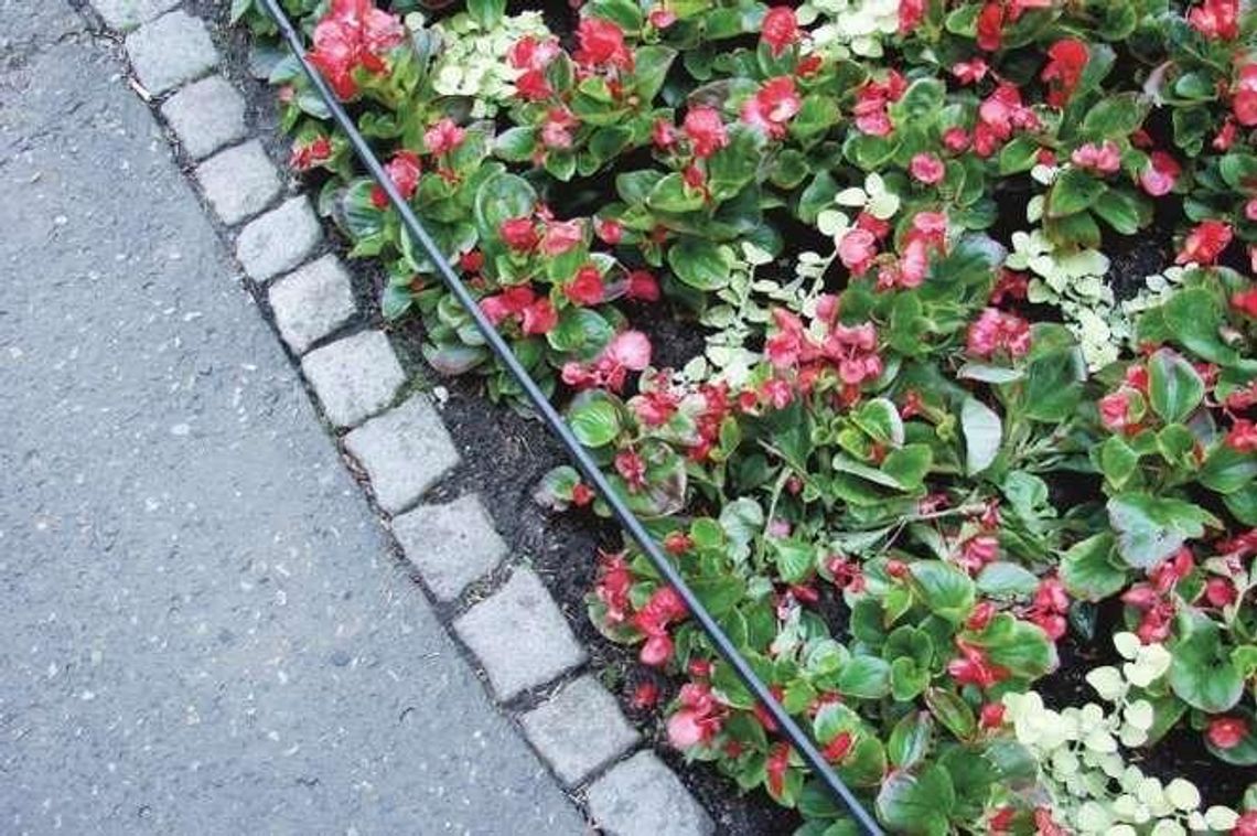 Co i gdzie wyrośnie? Można jeszcze zgłaszać pomysły do zielonego budżetu obywatelskiego