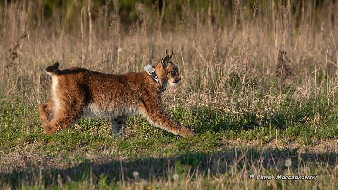 Co jest w menu rysia z Roztocza?