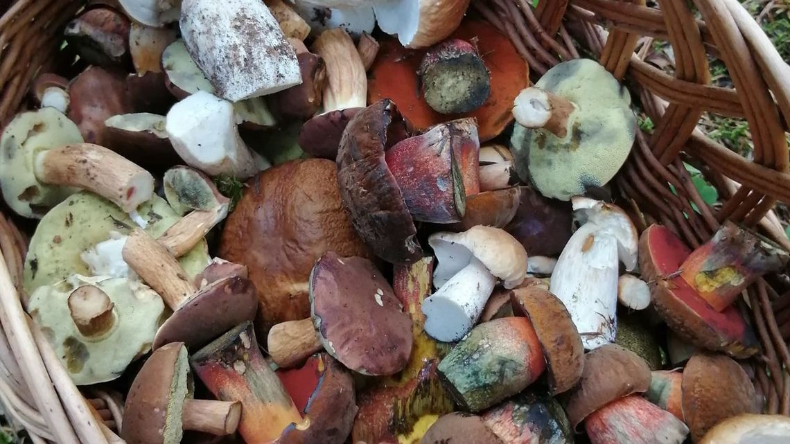 Co krok to grzyb. Lubelskie lasy są ich pełne – zdjęcia Czytelników Dziennika Wschodniego