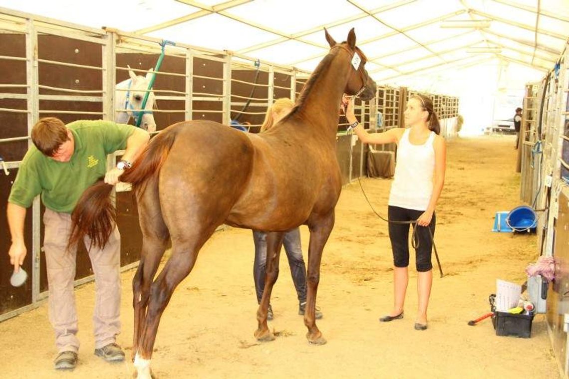 Co NIK znalazł w stadninie w Janowie?