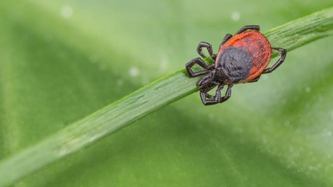 Co odstrasza kleszcze? - Preparat Mugga Deet na Kleszcze