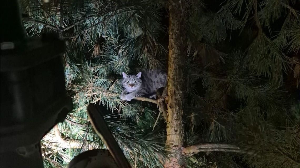 Co robi kot na wysokości 6 metrów na drzewie? Czeka na strażaków Co robi kot na wysokości 6 metrów na drzewie? Czeka na strażaków