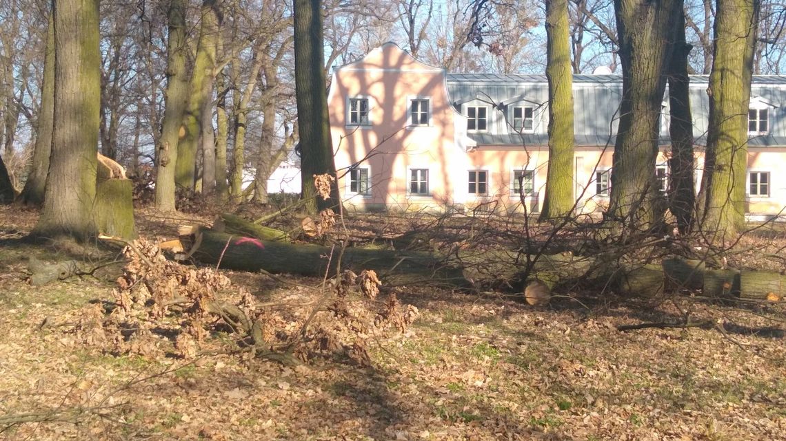 Co się dzieje w parku na Węglinie? Ustalenia policji i urzędników Co się dzieje w parku na Węglinie? Ustalenia policji i urzędników
