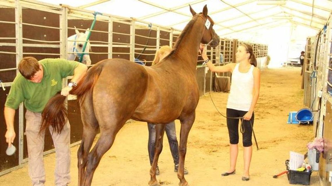 Co się dzieje w stadninie koni w Janowie Podlaskim? Posłanki: "Skrajne zaniedbanie zwierząt" Co się dzieje w stadninie koni w Janowie Podlaskim? Posłanki: "Skrajne zaniedbanie zwierząt"