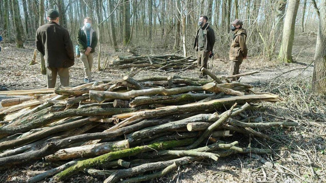 Co się dzieje w Starym Gaju? Ekolodzy piszą o wycince drzew, nadleśnictwo zaprzecza [zdjęcia]