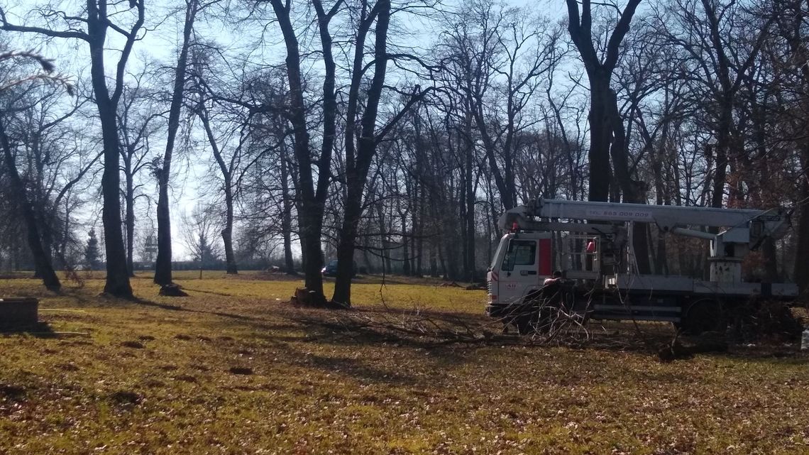 Co się dzieje z drzewami w parku? Mieszkańcy pytają o pisklęta Co się dzieje z drzewami w parku? Mieszkańcy pytają o pisklęta