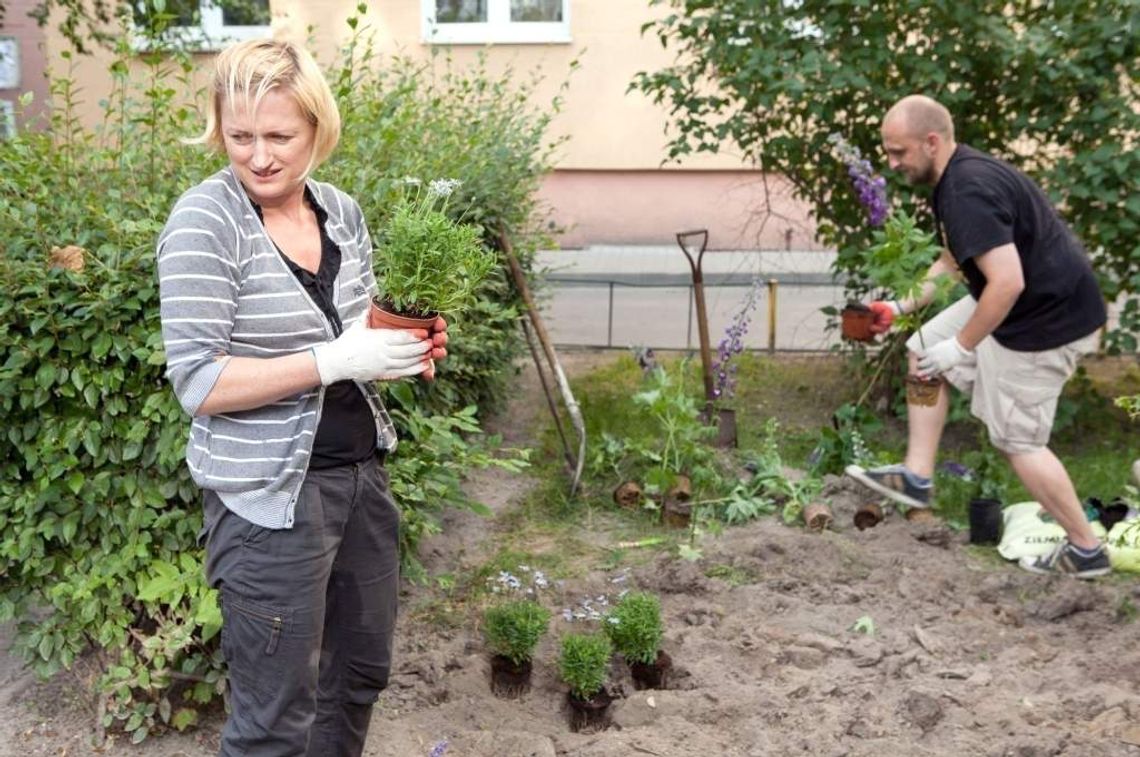 Co tu łączy sąsiadów? Hortensje i róże (zdjęcia) Co tu łączy sąsiadów? Hortensje i róże (zdjęcia)