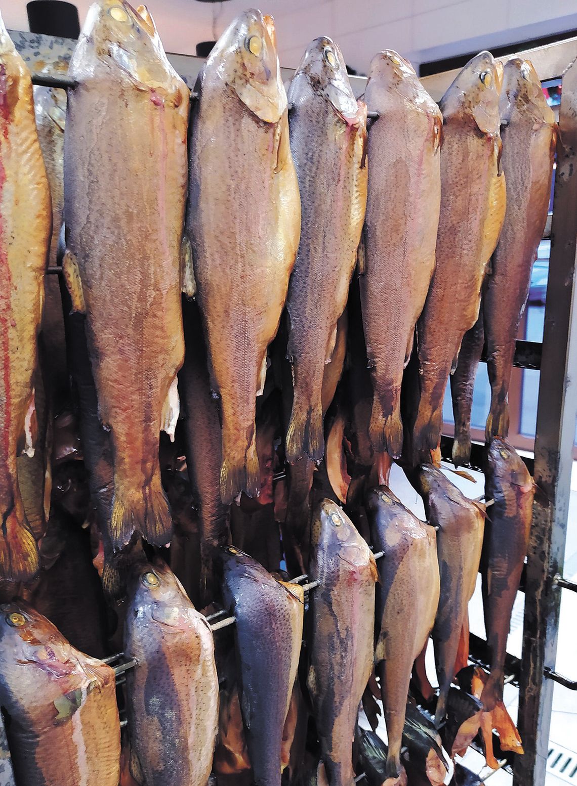 Co w stawie piszczy, czyli kilka słów o karpiu z Pustelni