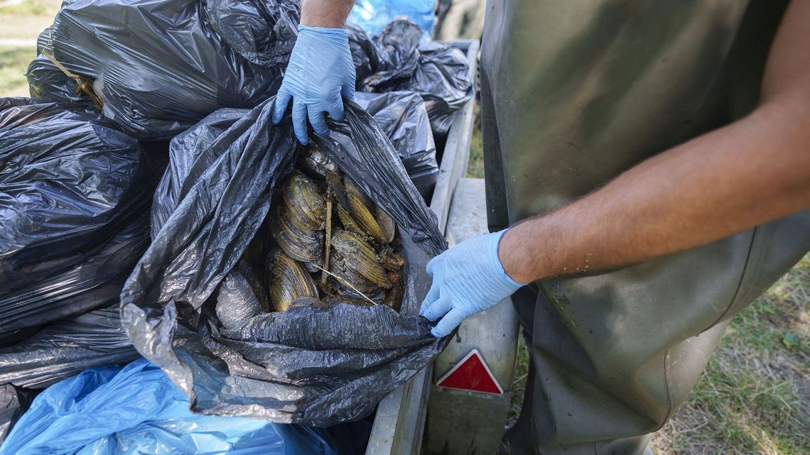 Co zabija małże w Zalewie Zemborzyckim? "Co wybierzemy, to woda wyrzuca na brzeg kolejne" Co zabija małże w Zalewie Zemborzyckim? "Co wybierzemy, to woda wyrzuca na brzeg kolejne"