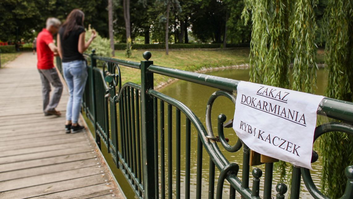 Co zabiło 20 kaczek w miejskim stawie? "Ludzie bardzo źle robią, dając im chleb"