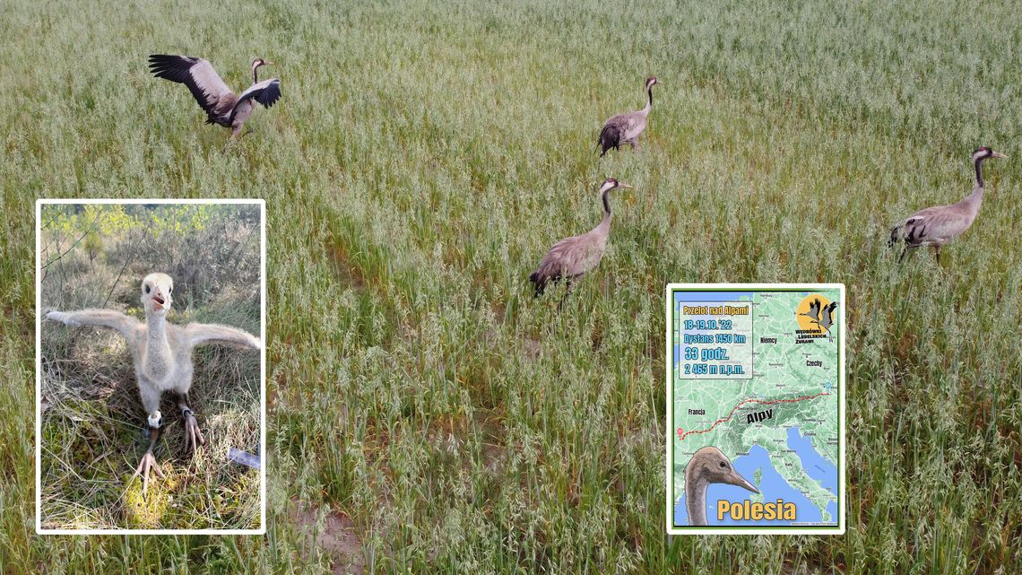 Co zagraża lubelskim żurawiom? Drapieżniki, susza, wycinki drzew Co zagraża lubelskim żurawiom? Drapieżniki, susza, wycinki drzew