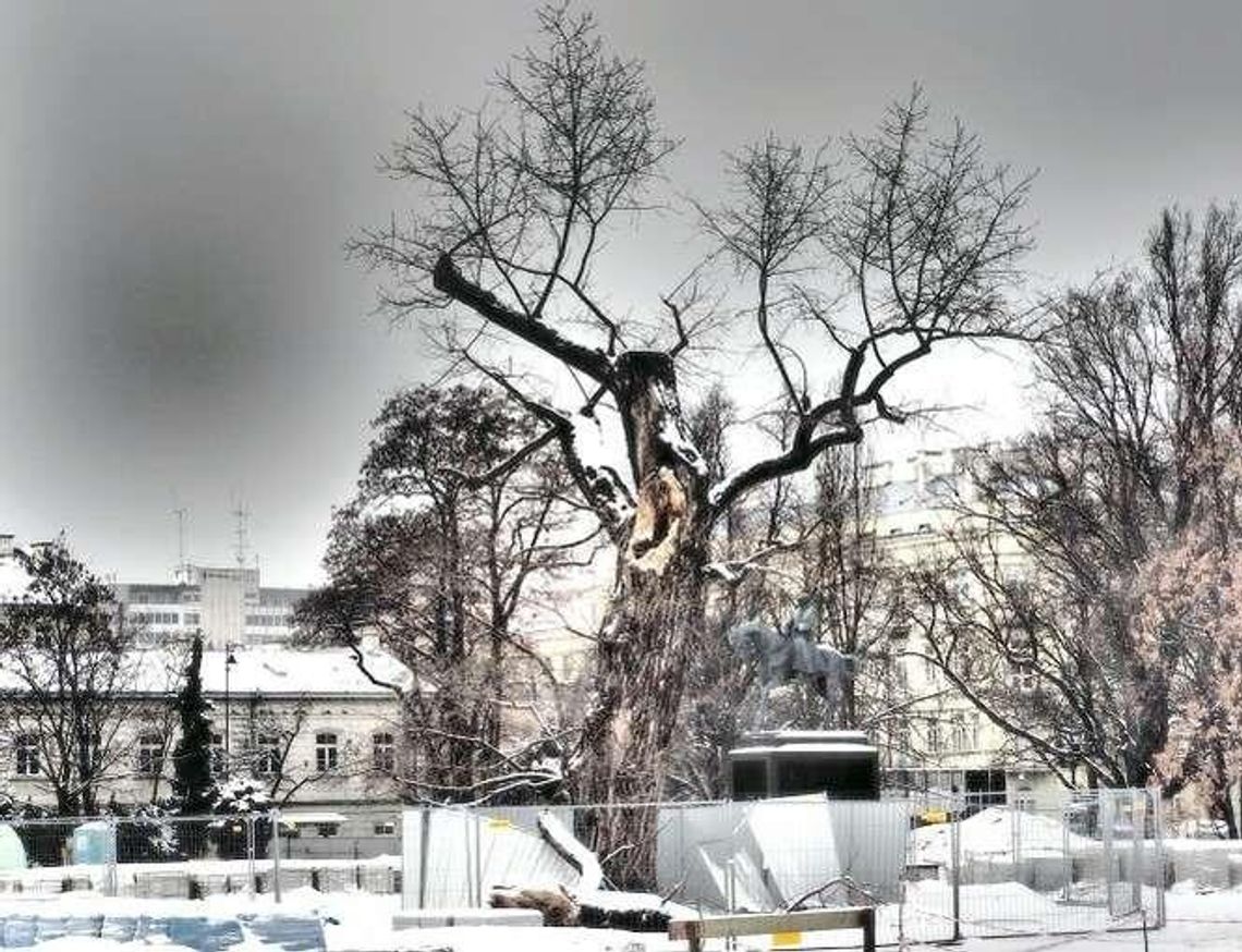 Co zamiast baobabu na pl. Litewskim? Mieszkańcy wysyłają swoje propozycje