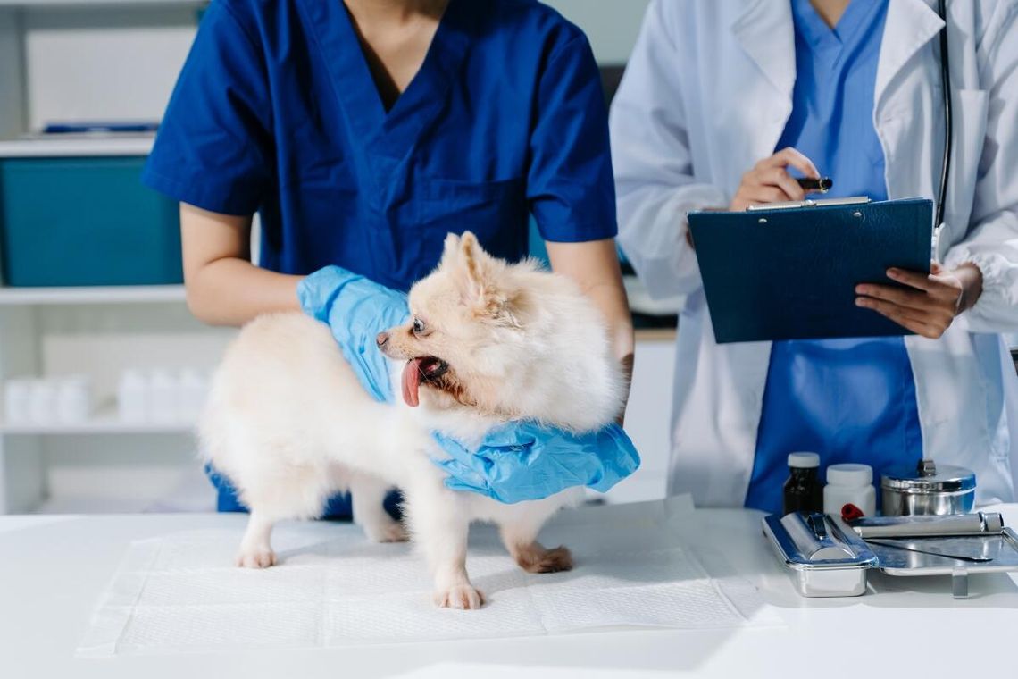 Co zawierają probiotyki dla zwierząt? Kilka słów o preparatach dla psów, gołębi, drobiu i bydła