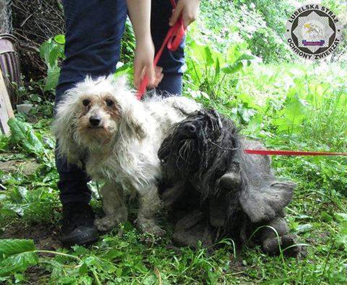 Conan i Marley, dwa zaniedbane psy mieszkały w szopie