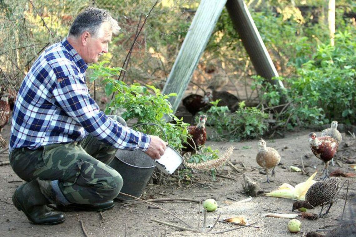 Coraz mniej bażantów, kuropatw i zajęcy w lubelskich lasach