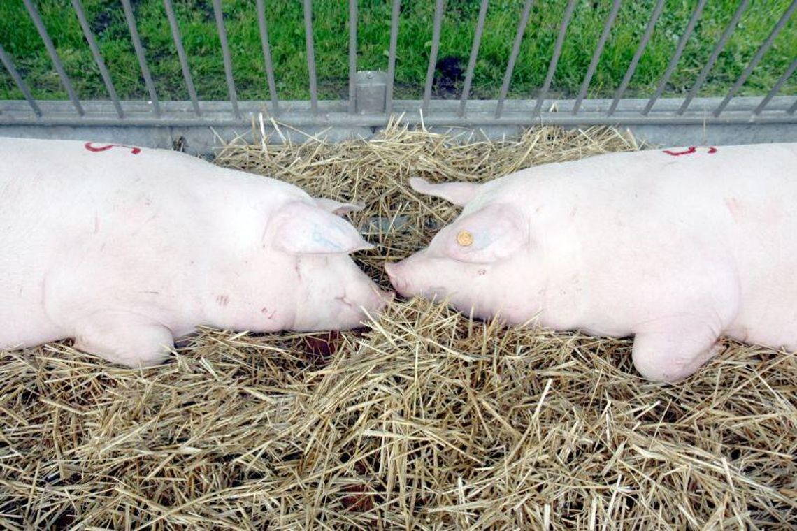 Coraz mniej świń i krów