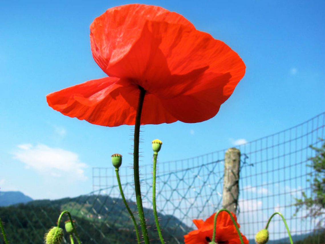 Coraz mniej upraw maku i konopi Coraz mniej upraw maku i konopi