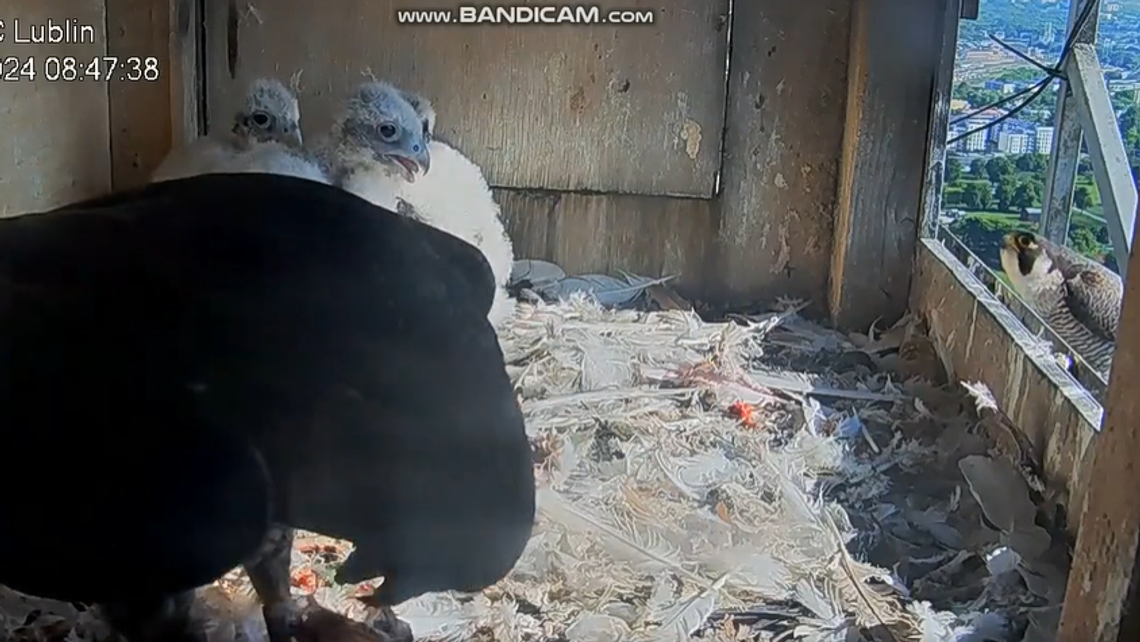 Coraz śmielej. Saga rodziny Wrotkowskich z szansą na happy end