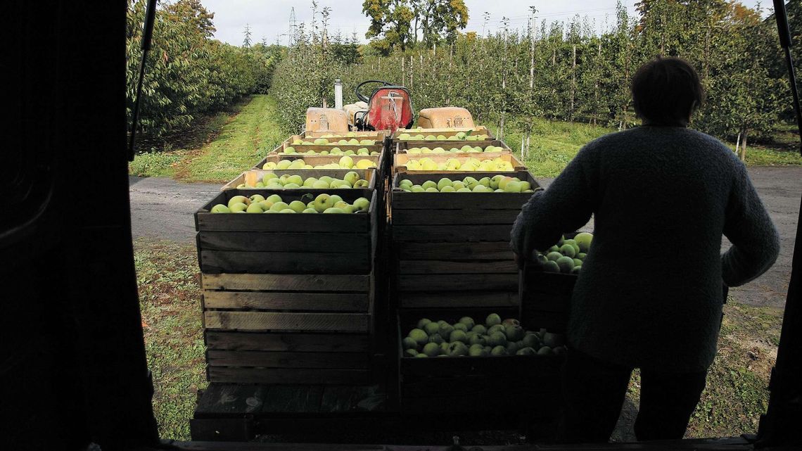 Coraz trudniej o pracownika z Ukrainy. Rolnicy i plantatorzy mają duży problem
