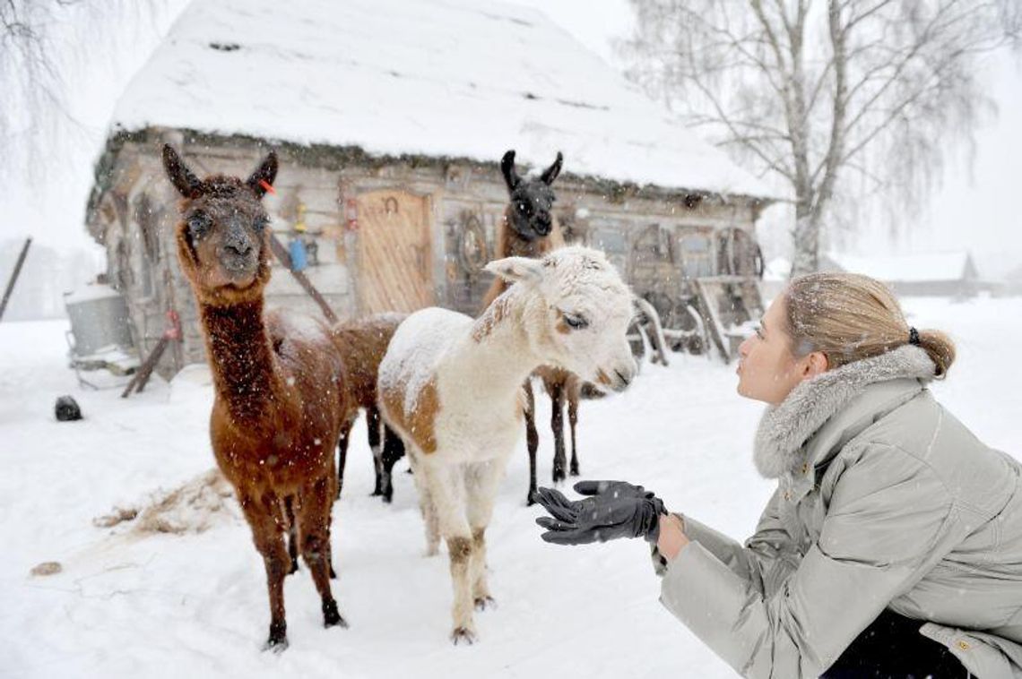 Coraz więcej hodowców stawia na alpaki. Też w Lubelskiem