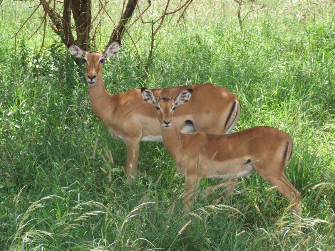 Coraz więcej saren i jeleni w Polsce Coraz więcej saren i jeleni w Polsce