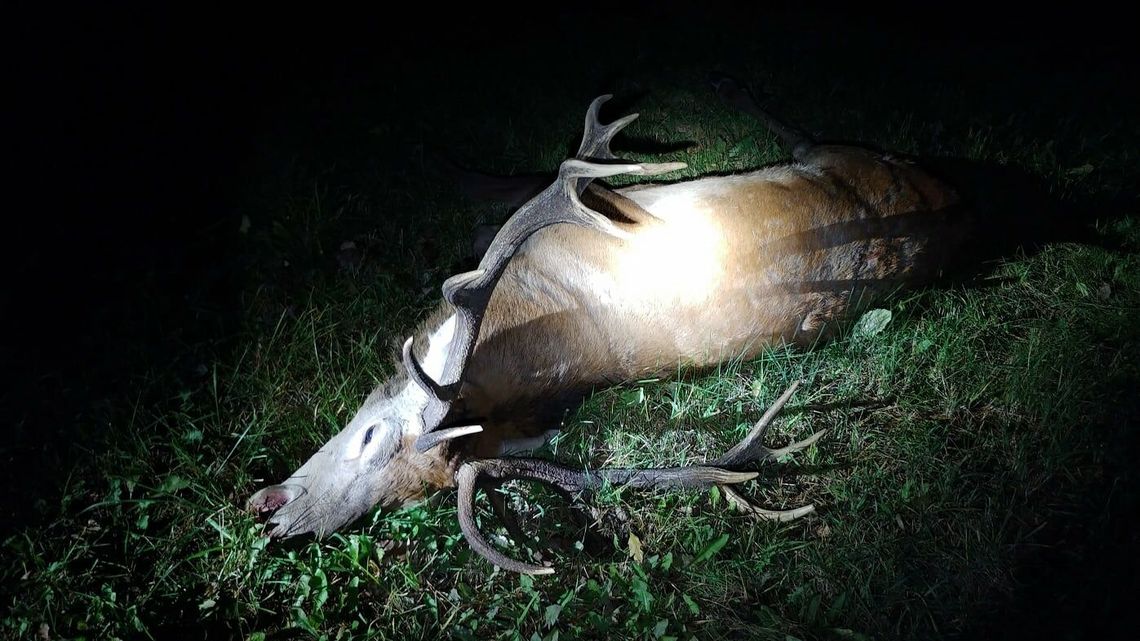 Coraz więcej wypadków z udziałem dzikich zwierząt. Strażacy apelują Coraz więcej wypadków z udziałem dzikich zwierząt. Strażacy apelują