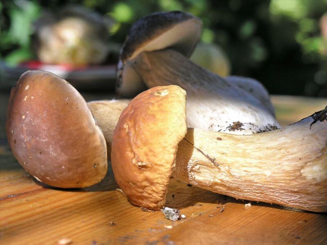 Coś dla wegetarian. Przepis na zrazy z leśnych grzybów