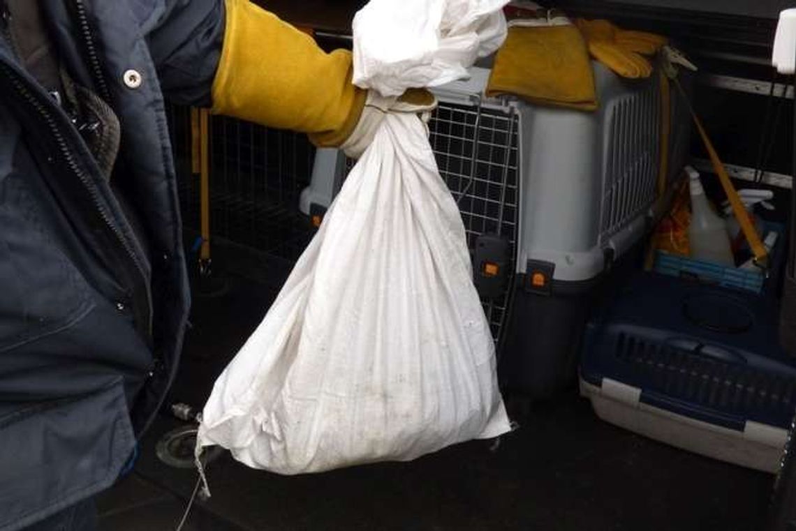 Coś się ruszało w worku wrzuconym do śmietnika. Niecodzienna interwencja na LSM [zdjęcia]