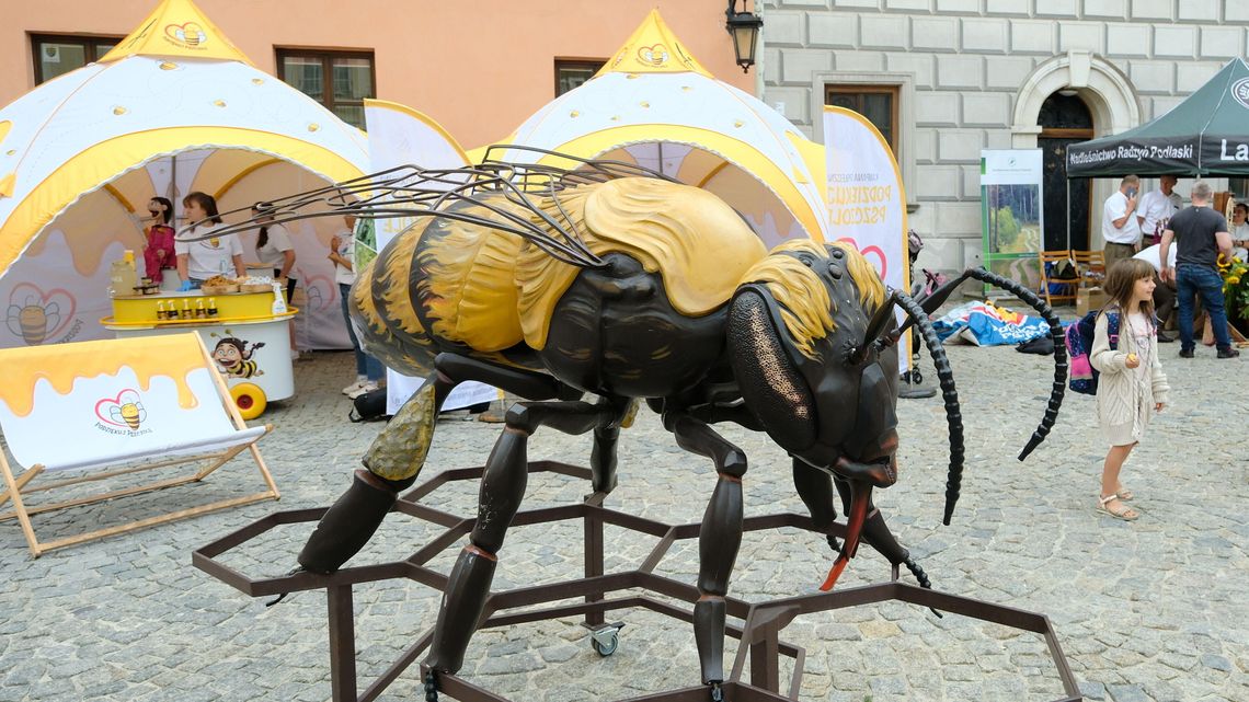 Coś słodkiego. Pszczoły przejmują Rynek w Lublinie Coś słodkiego. Pszczoły przejmują Rynek w Lublinie