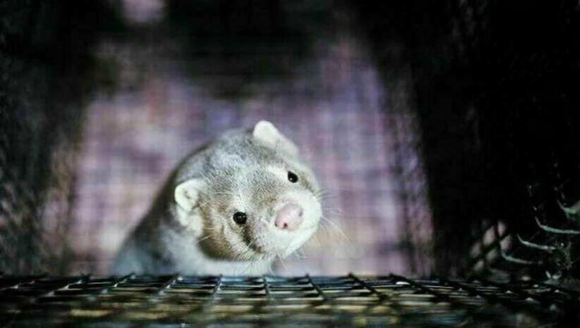 COVID-19 na fermie norek w Polsce. 25 tys. zwierząt 