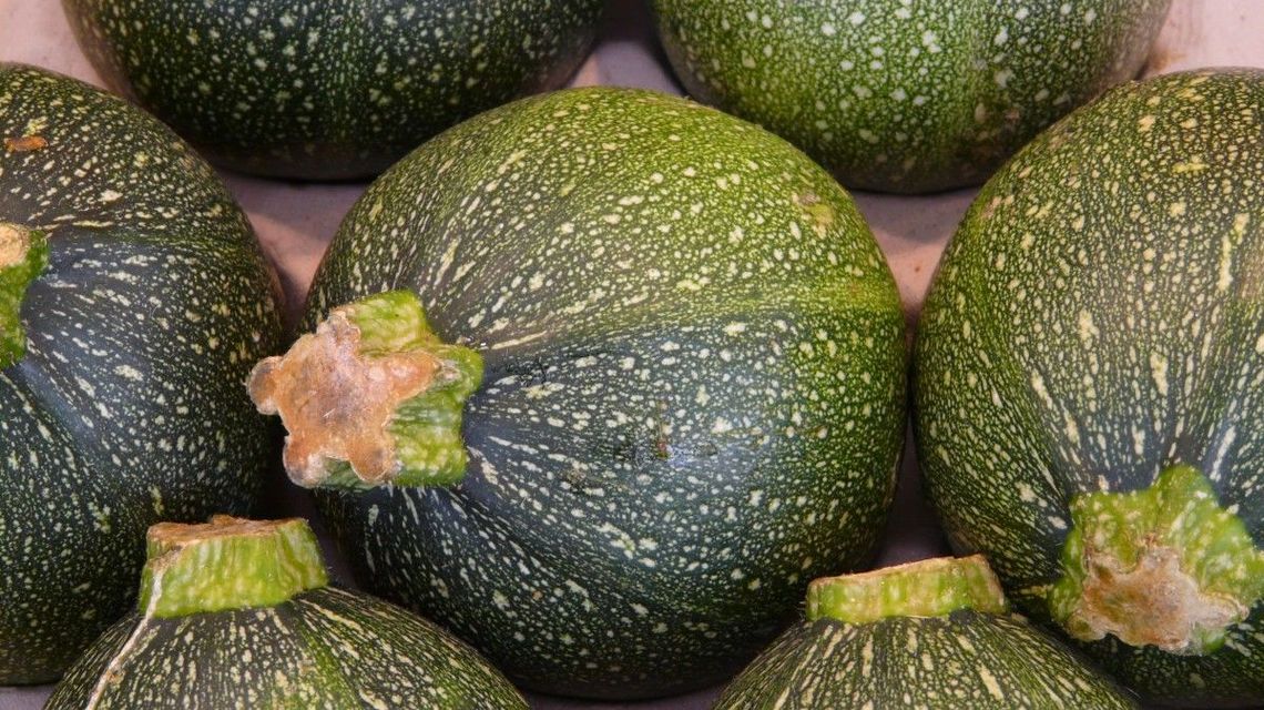 Cukinia do zadań specjalnych. Pomagają usuwać trwałe zanieczyszczenia organiczne Cukinia do zadań specjalnych. Pomagają usuwać trwałe zanieczyszczenia organiczne