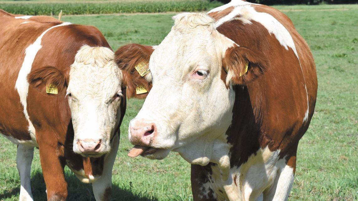 Cyberdetektyw czy mleczarstwo? Jakie nowe kierunki oferują lubelskie uczelnie 