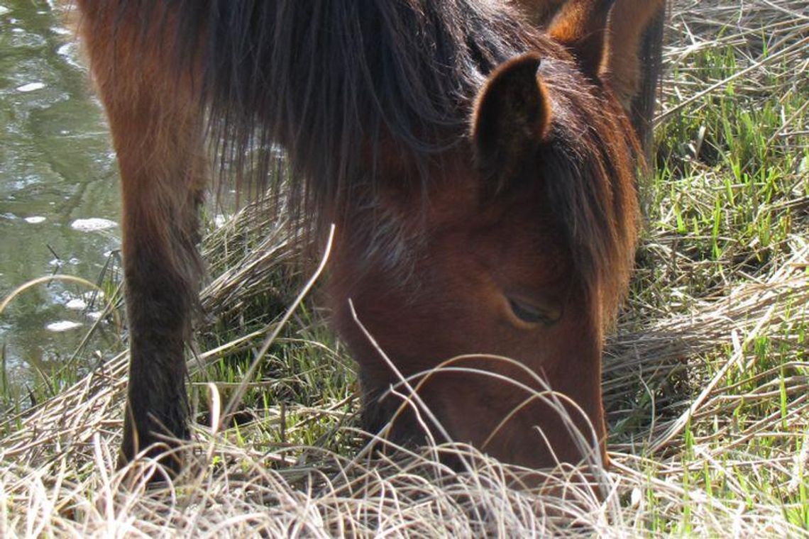Cyców: Zwierzęta konały z głodu. Odebrano je właścicielowi
