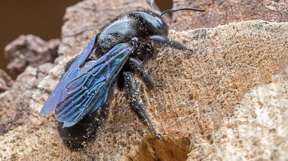 Czarna pszczoła wróciła na Roztocze