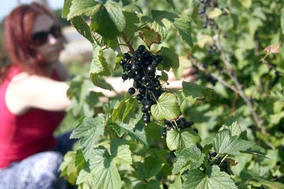 Czarna rozpacz producentów porzeczki: "Tak źle jeszcze nie było! 35 gr za kilogram"