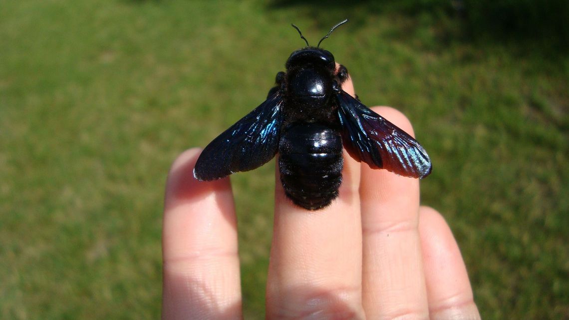 Czarne pszczoły powróciły i polubiły Lubelszczyznę. "To tak zwane pszczoły samotnice"