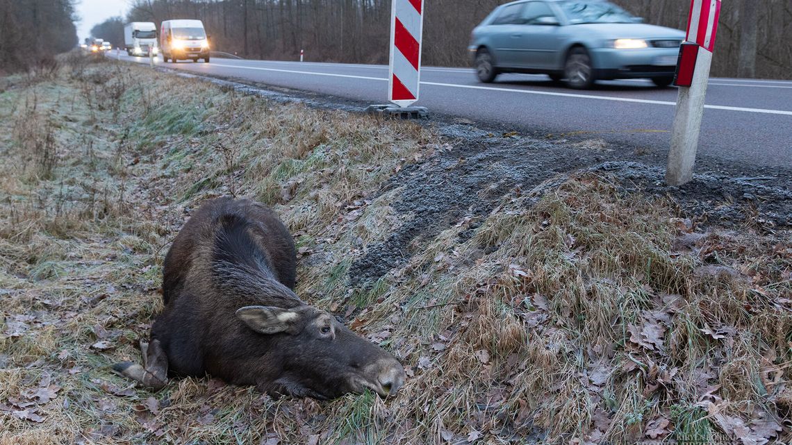 Czarny punkt w Worońcu. Czy tablica ostrzegająca przed łosiami pomoże? 