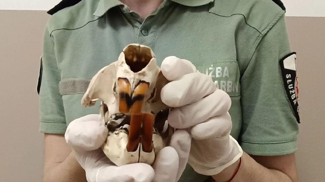 Czaszki bobra na granicy. Węgier upolował Czaszki bobra na granicy. Węgier upolował