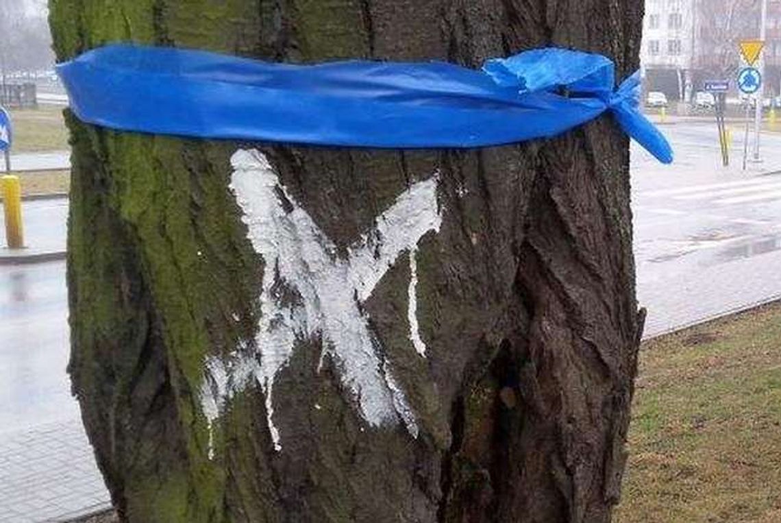Czechów: Chcą wyciąć uschnięte drzewa Czechów: Chcą wyciąć uschnięte drzewa